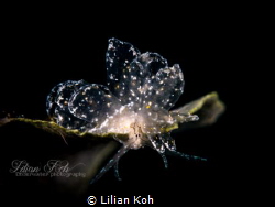 H O N E Y C O M B
Honeycomb Butterfly Seaslug 
(Cyerce ... by Lilian Koh 
